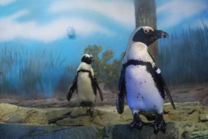 マイアミ水族館 入場ラインをスキップ Tiqets