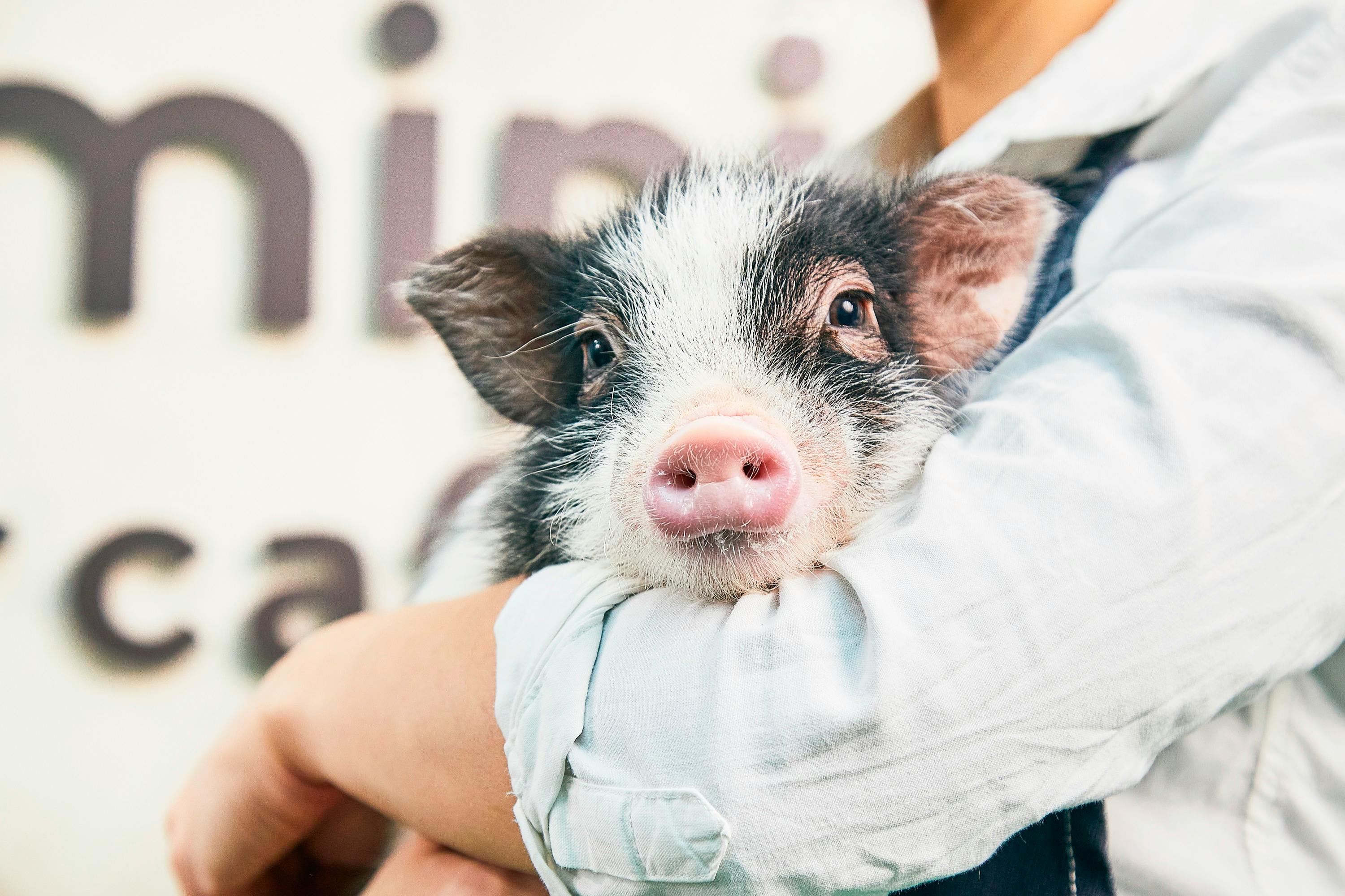 Osaka: 1-Hour Micro Pig Cafe Experience with Drink & Postcard - Photo 4