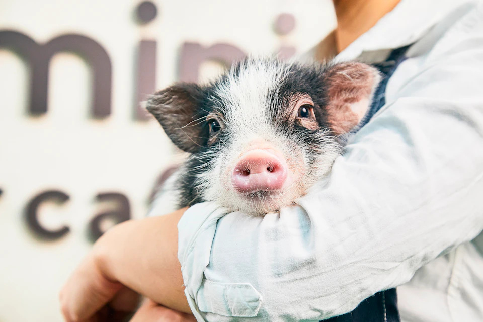 A small black and white piglet being held in a person's arms wearing a light-colored shirt.