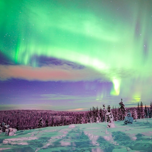 Aurora Boreal Rovaniemi: Excursión por la naturaleza + Cámara profesional