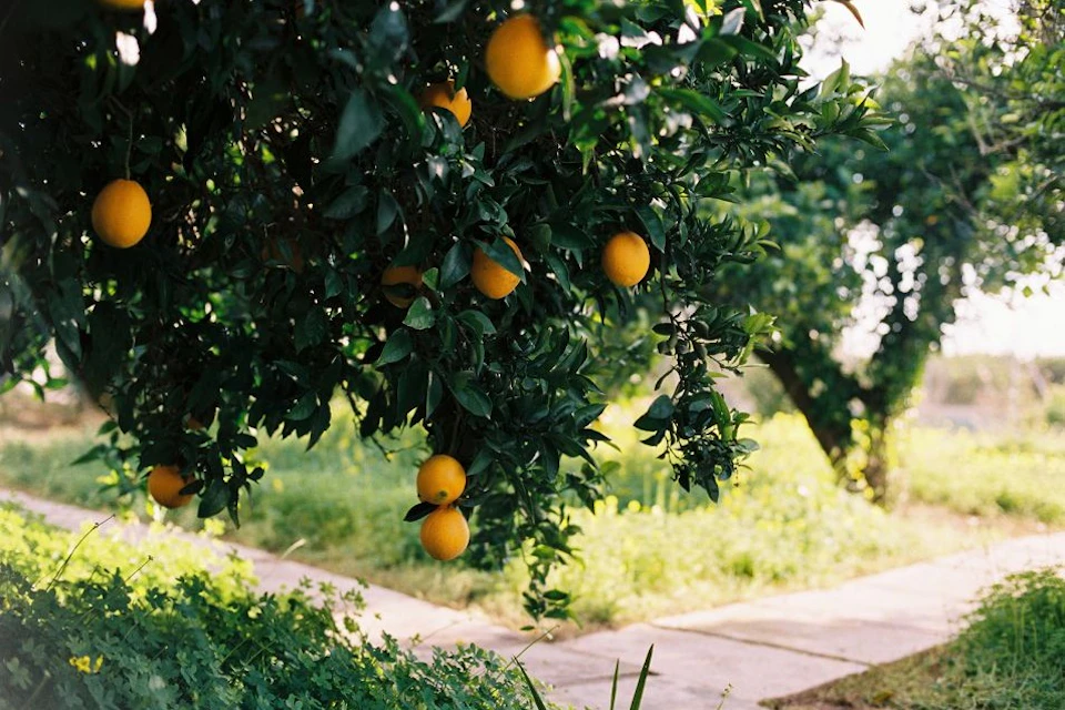 Oranges