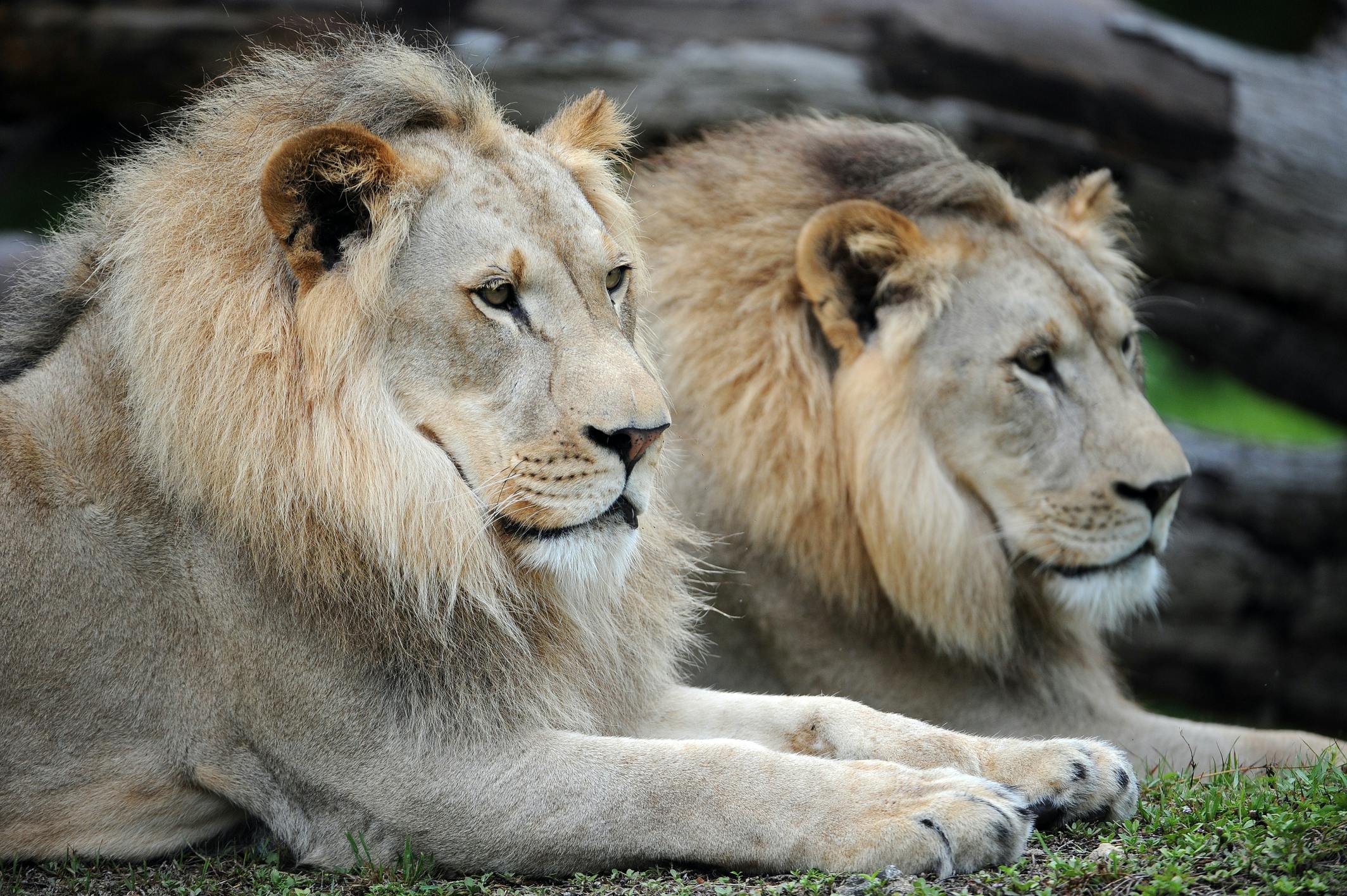 En løve med en gylden manke liggende på jorden, med en anden løve delvist synlig i baggrunden.