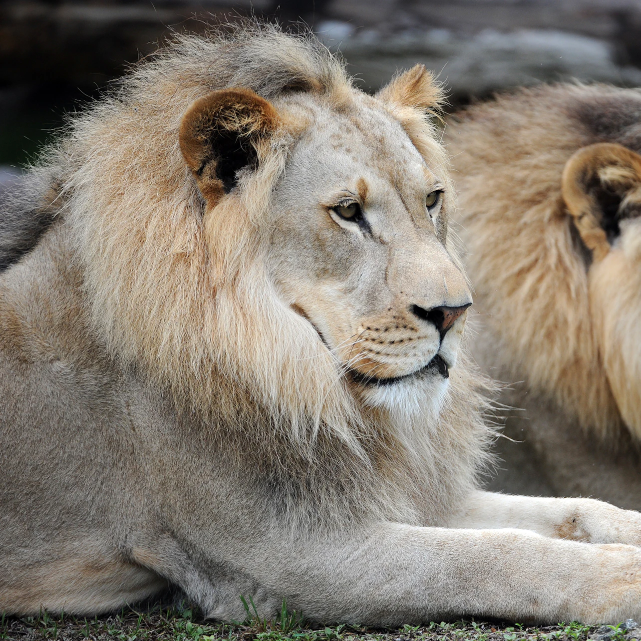 Zoo Miami: Skip The Line Ticket in Miami – Tiqets