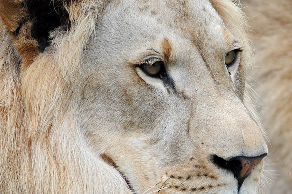 A lion with a golden mane lying on the ground, with another lion partially visible in the background.