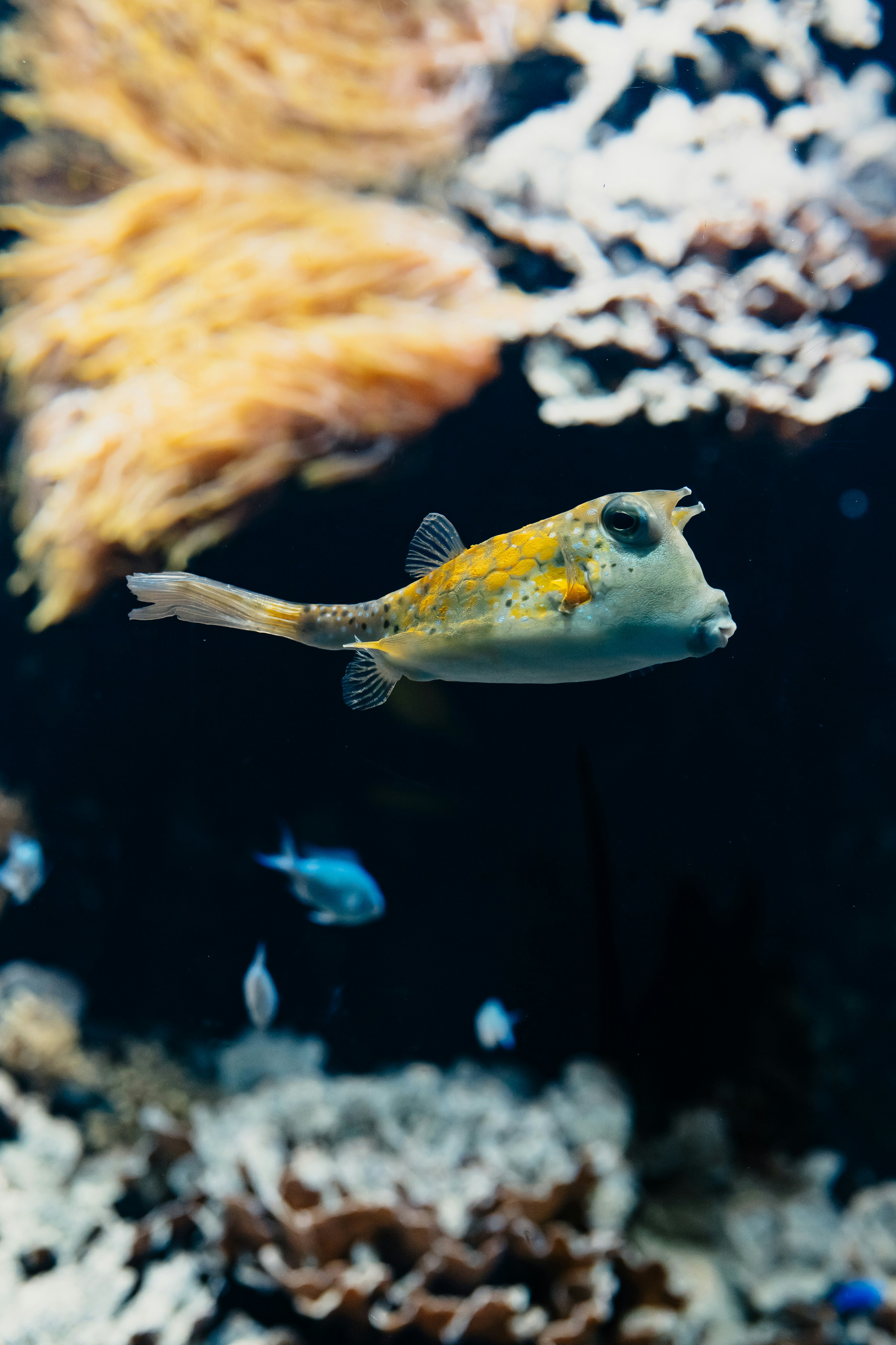 Aquarium du Grand Lyon: Bilhete de entrada