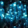 Glow Worms in the Cave
