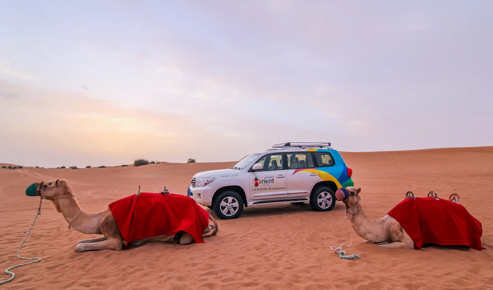 A white SUV with colorful accents is parked on a desert. Two camels, one sitting and one standing with a red blanket, are beside it.