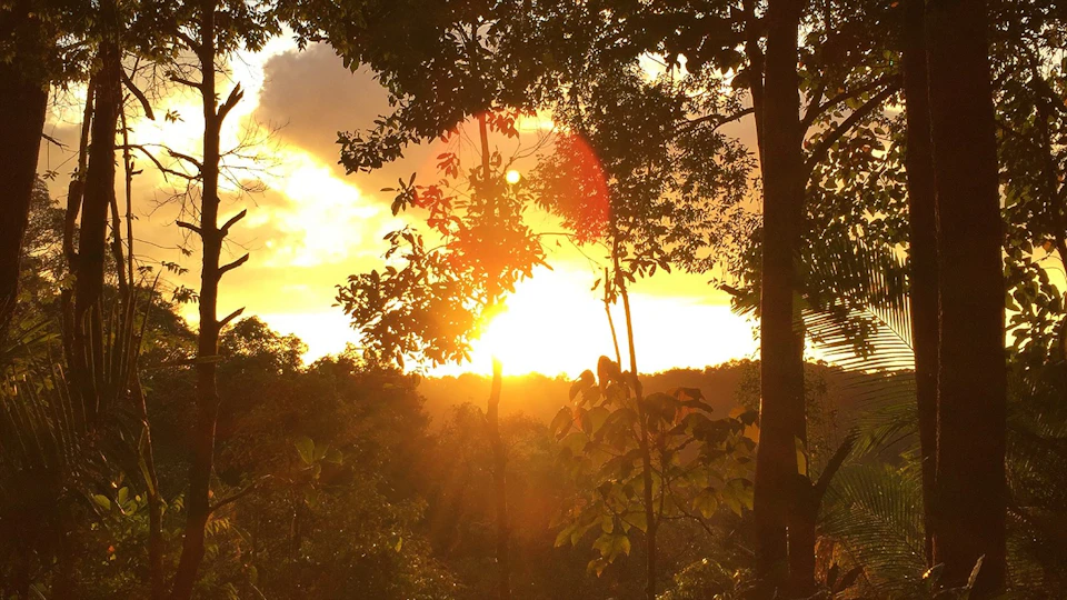 Sunset through dense trees, with golden light casting a warm glow and highlighting the foliage.