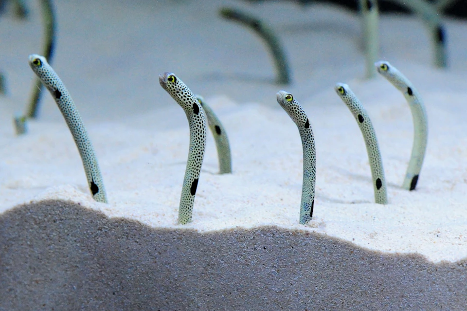 Several garden eels with spotted bodies protrude from sandy ocean floor, appearing to observe their surroundings.