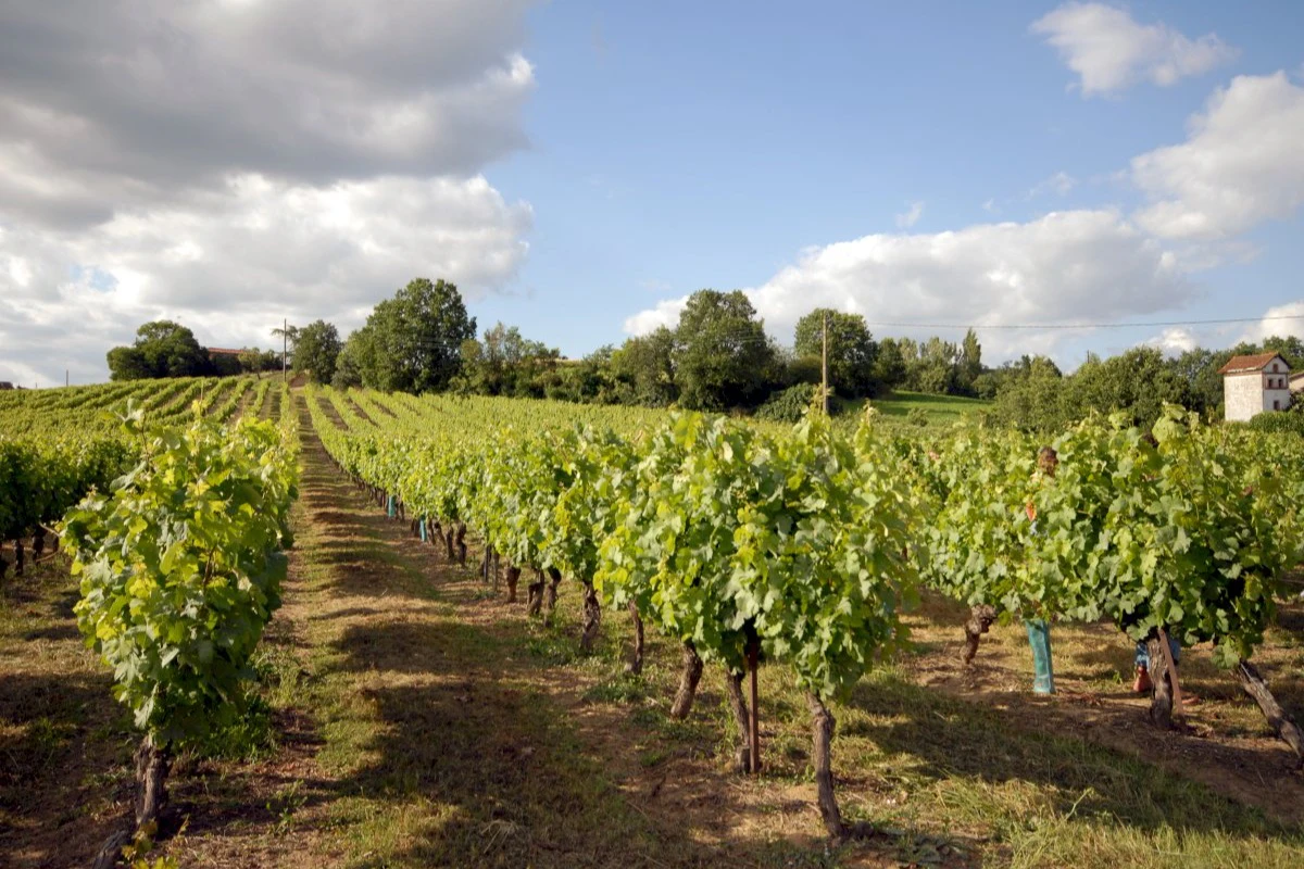 Gaillac: Half-Day Guided Tour from Toulouse + Wine Tasting