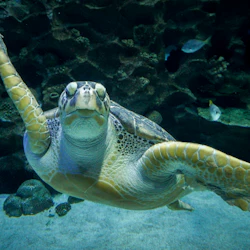 Aquaria KLCC: Entry Ticket 5
