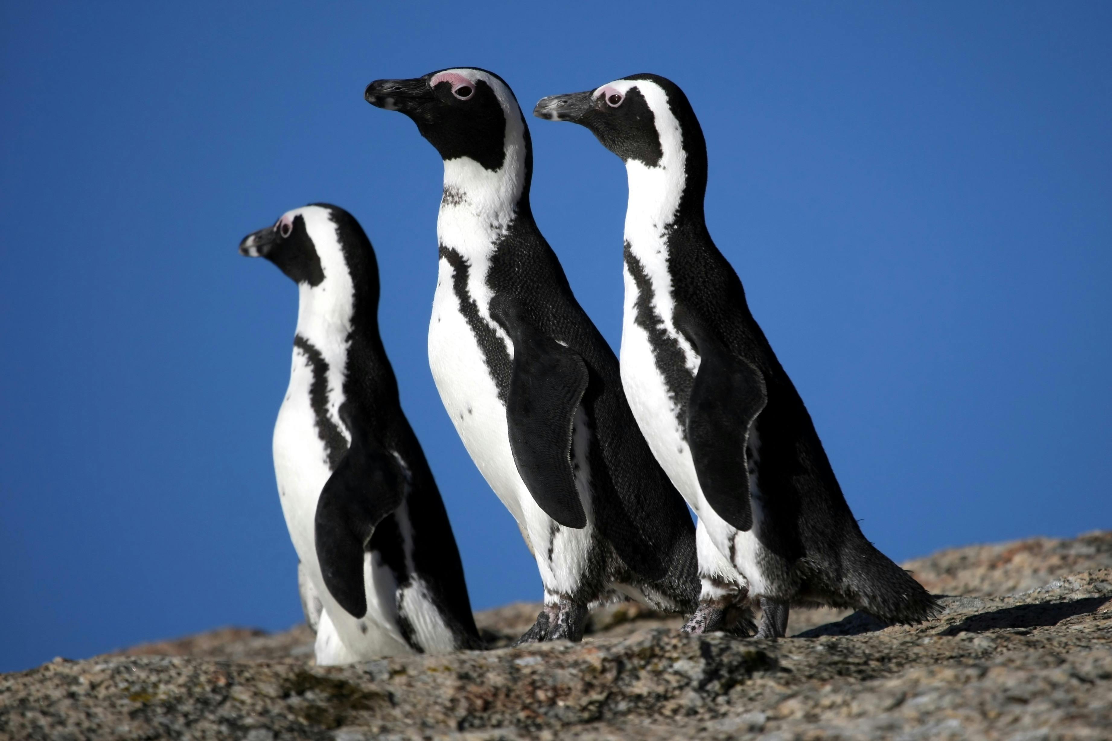 Pingouins de Boulders Beach.