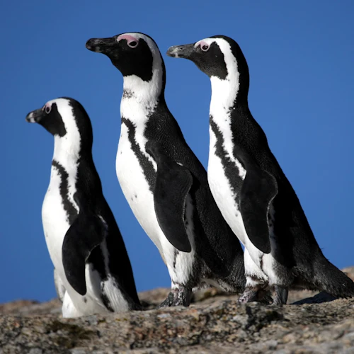 Cape of Good Hope & Boulders Beach: Small-Group Tour - Photo 4