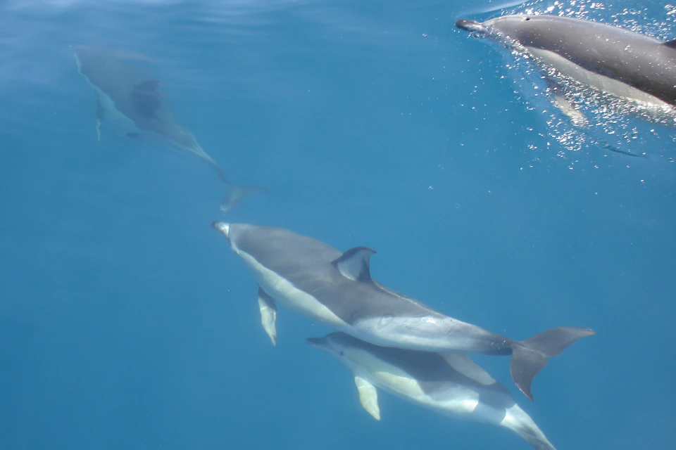 Common dolphins