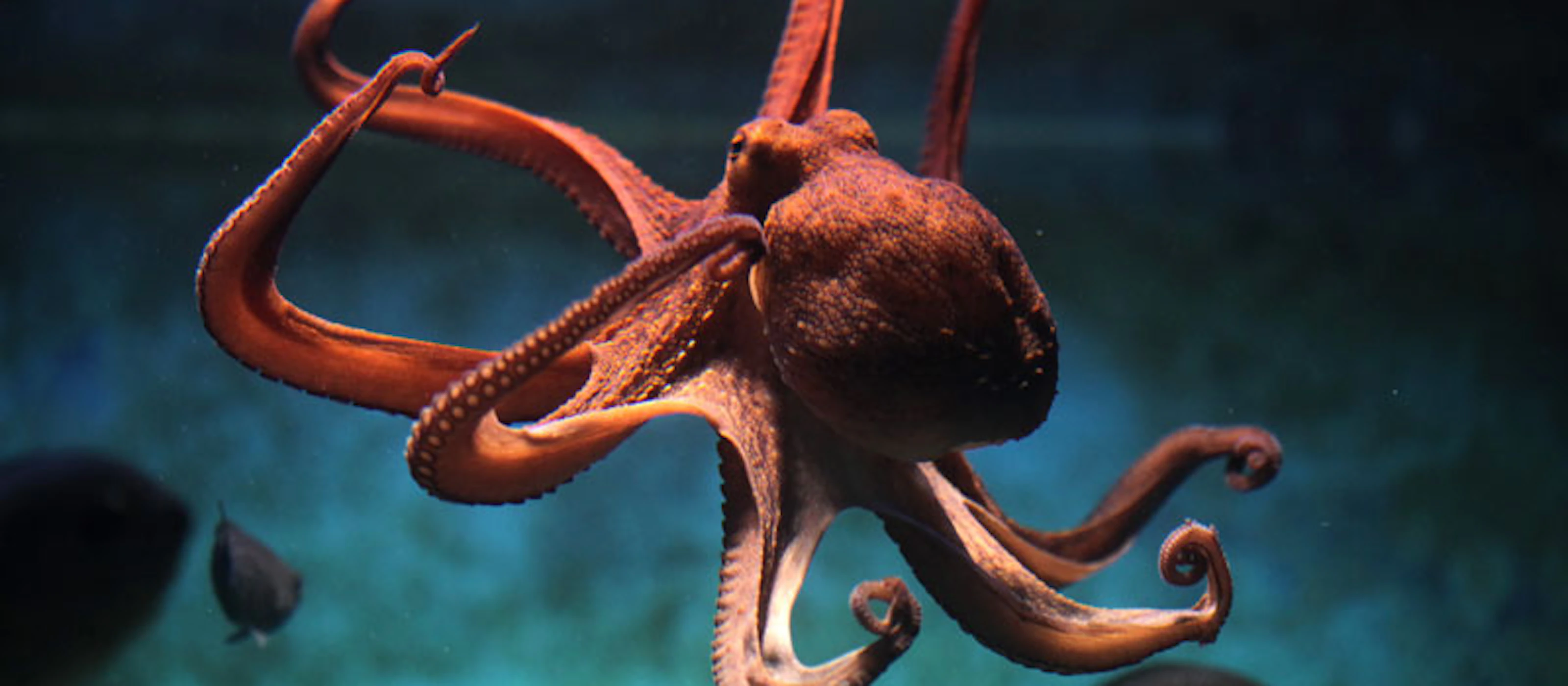 Acquario di Livorno: Eintrittskarte