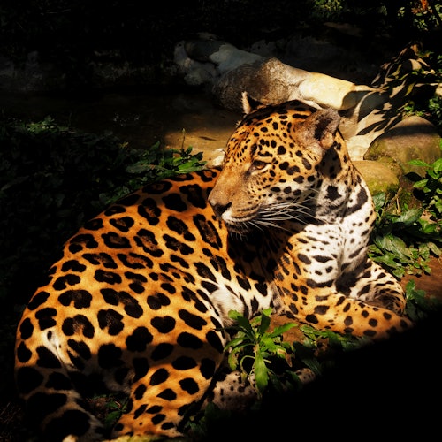 Parque de la Conservación Medellín: Sin colas