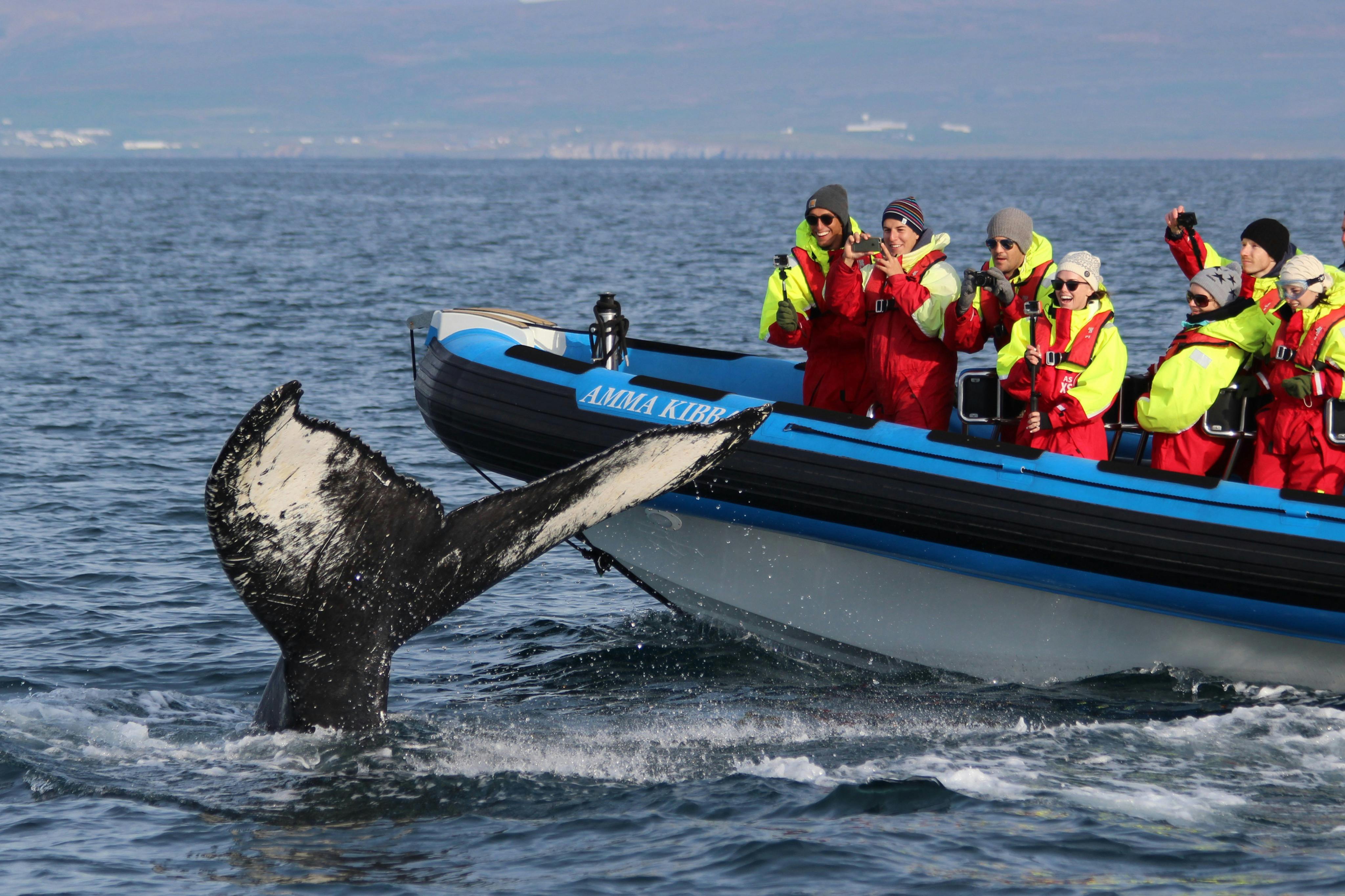 Husavík : Observation des baleines et des macareux à bord d'un bateau rapide RIB