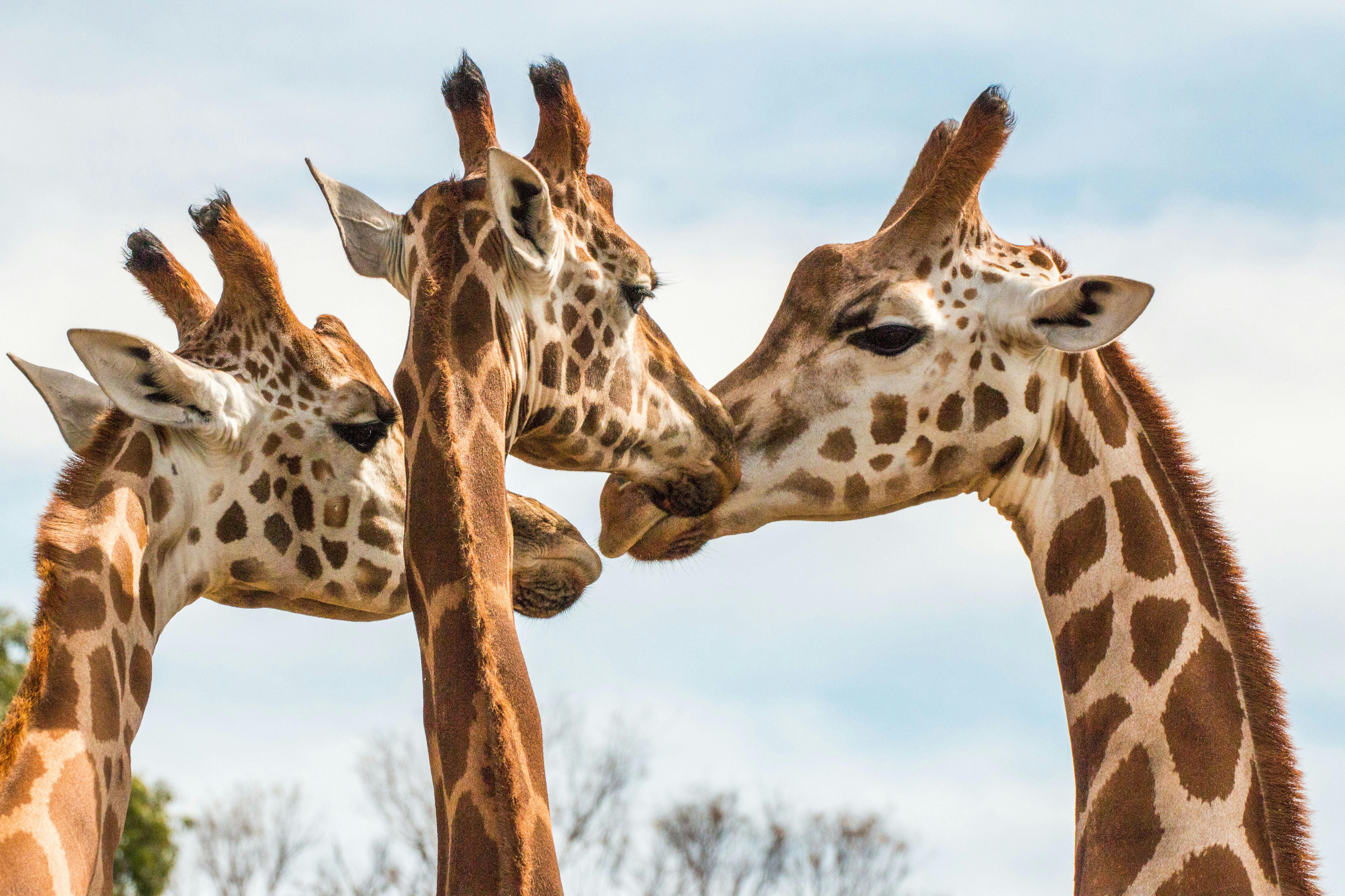 Tres girafes acariciant-se i interactuant, amb els caps ben junts. Cel ennuvolat i arbres al fons.