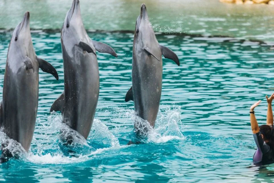 Sea World