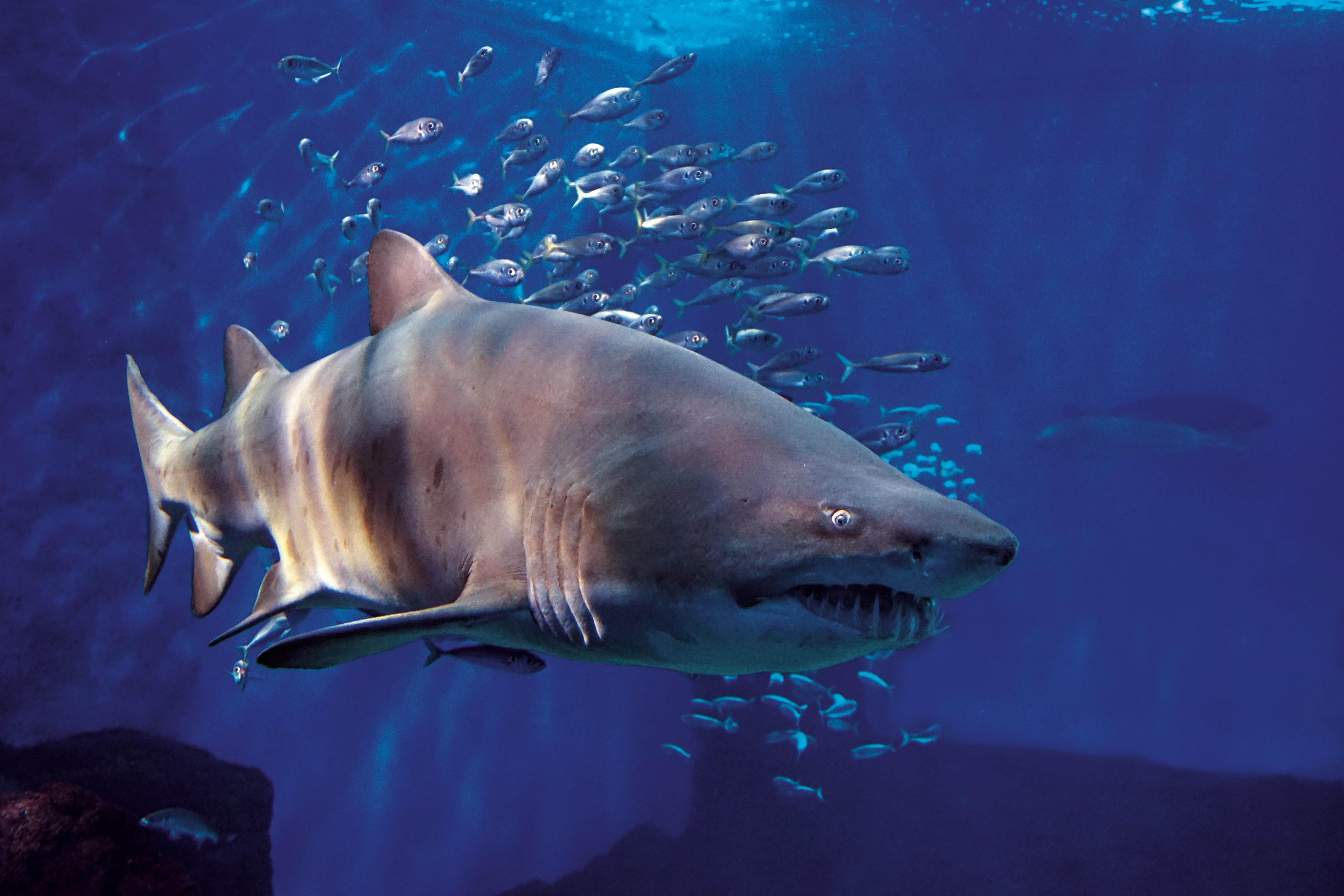 Afbeelding van haaien en vissen in het aquarium van Sevilla