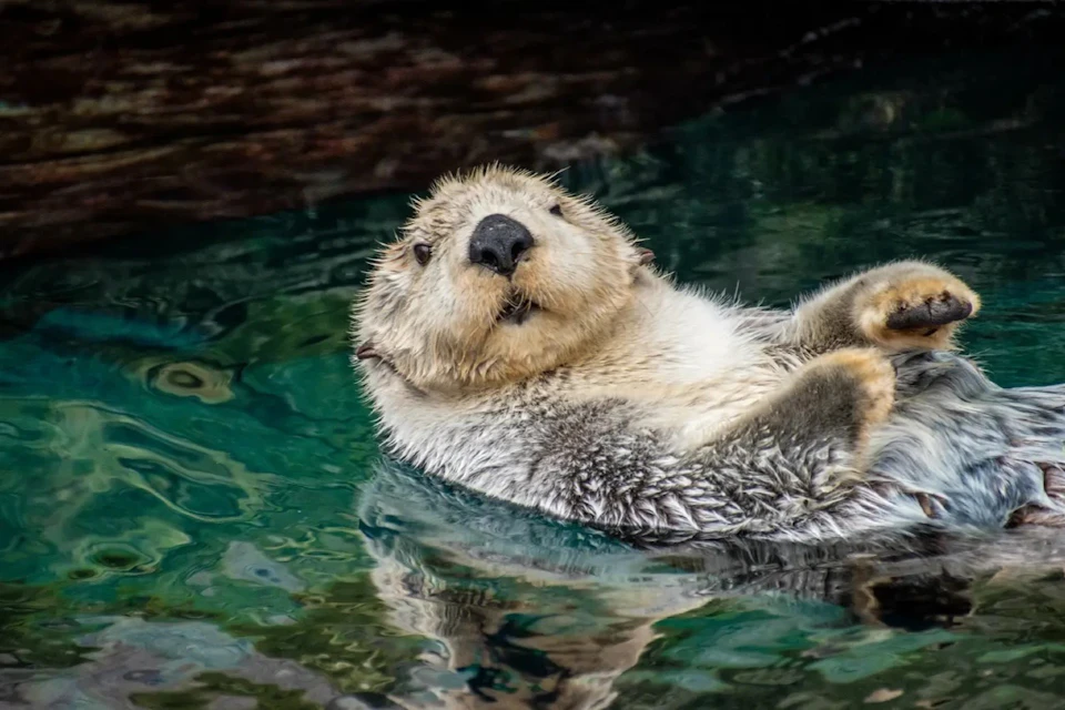 A sea otter floating on its back in clear water, looking at the camera.