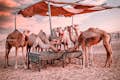 Besök på kamelodling