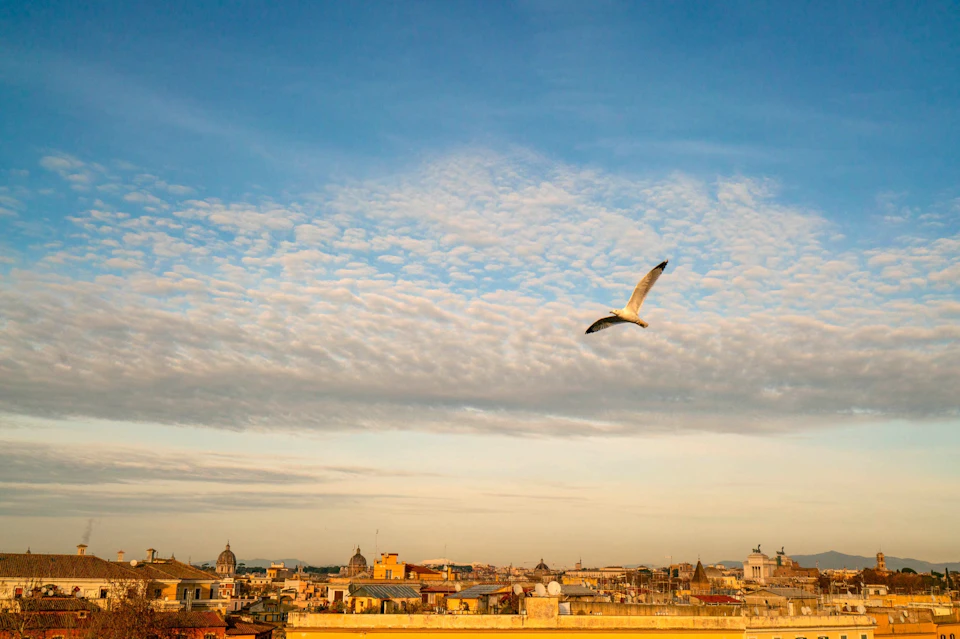 A seagull flying over a cityscape with rooftops and distant domes under a sky with scattered clouds during sunset.