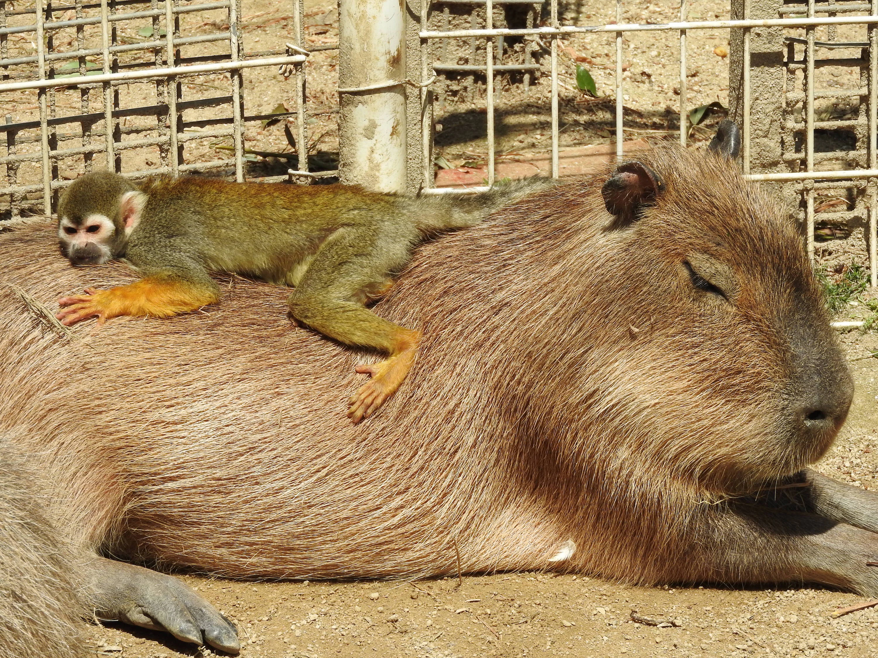 Tobu Zoo Tokyo: Admission Ticket