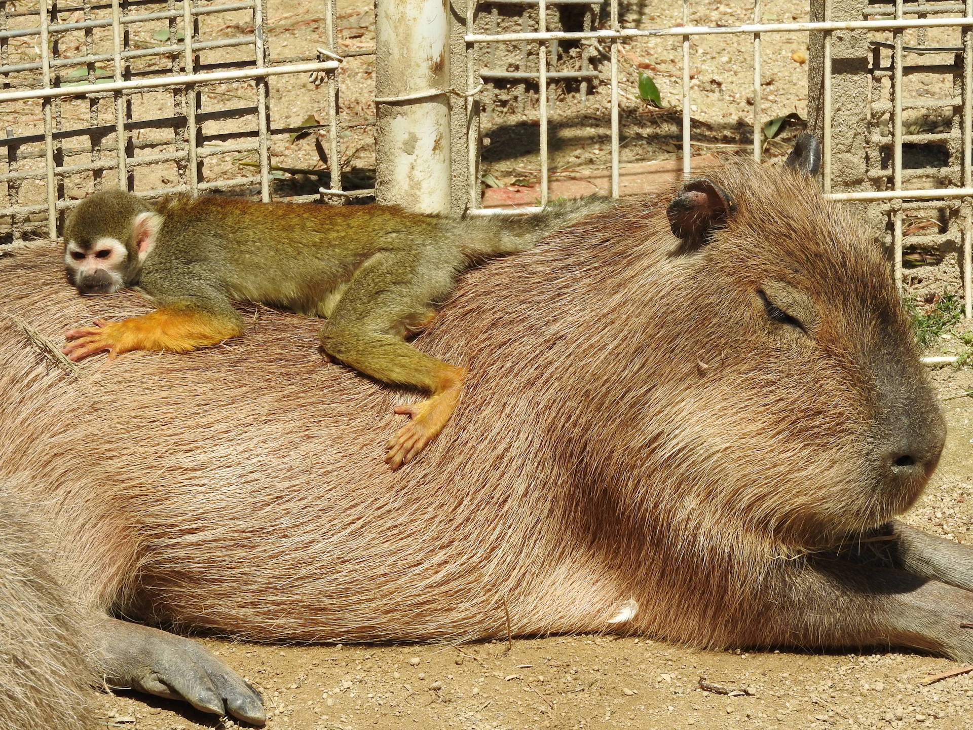 A monkey rests on the back of a capybara lying on the ground in a fenced enclosure on a sunny day.
