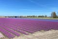 Enjoy the hyacinth fields