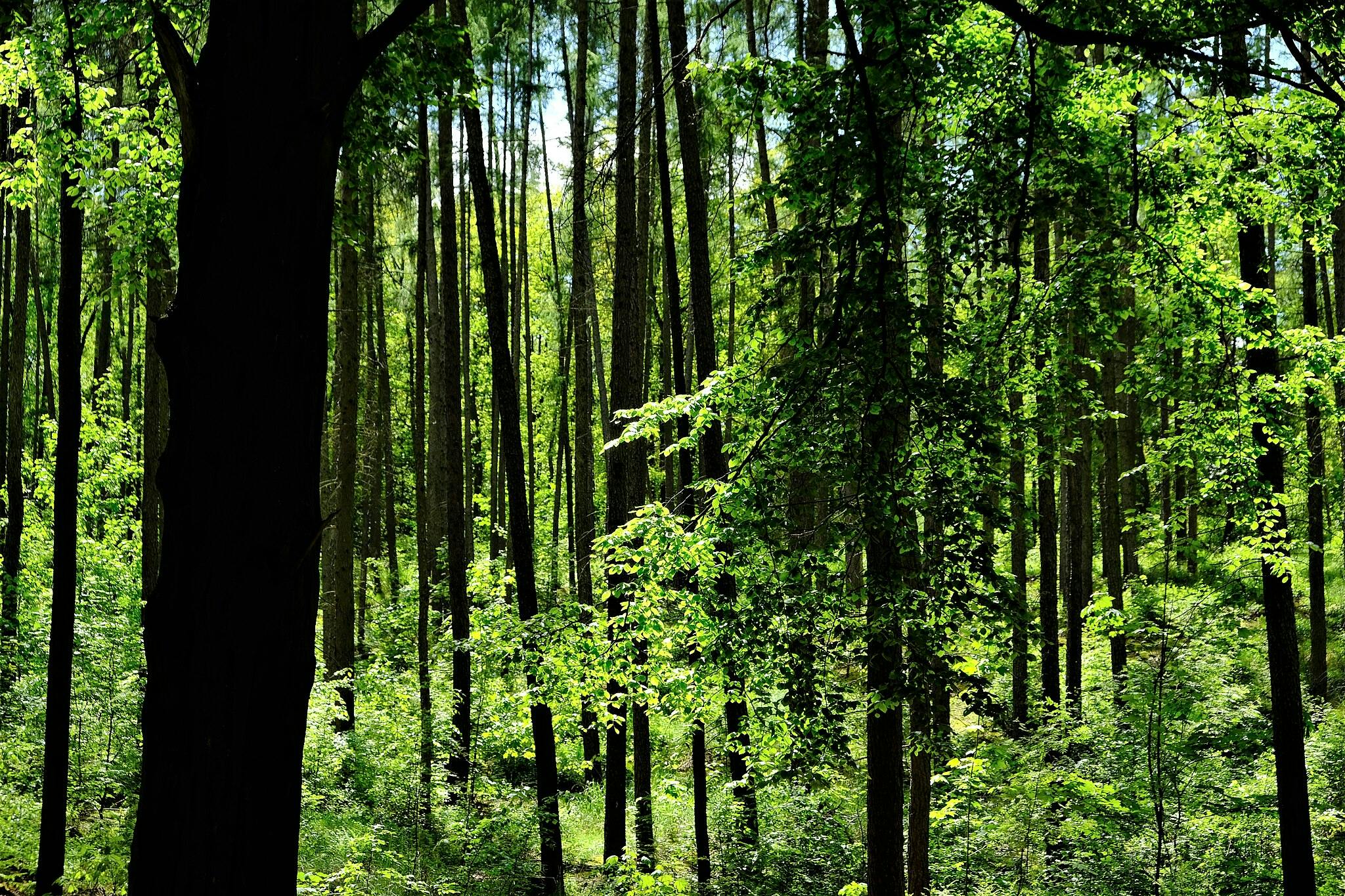 背の高い細長い木々と濃い緑の葉がある、太陽に照らされた森。