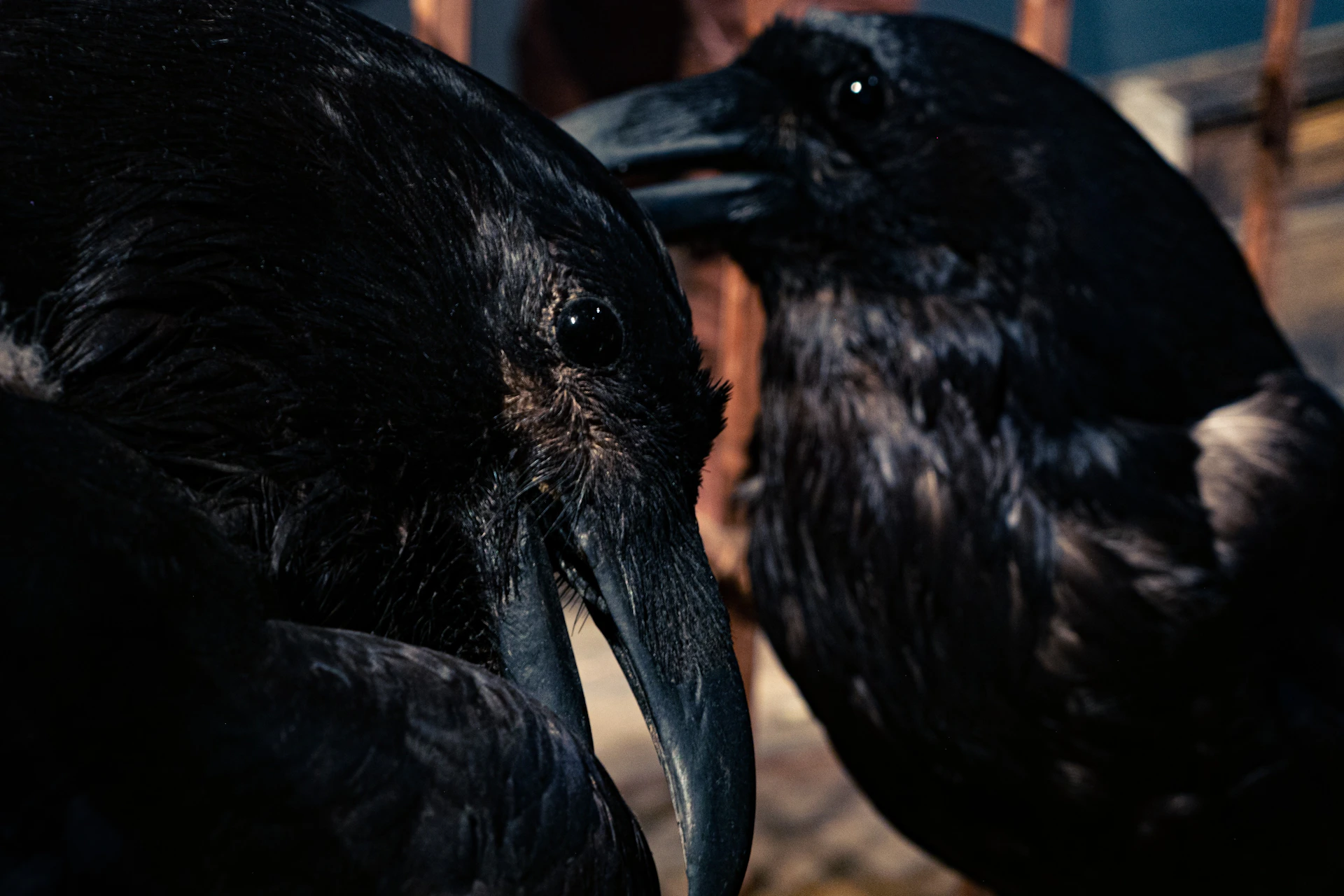 Flóki's ravens
