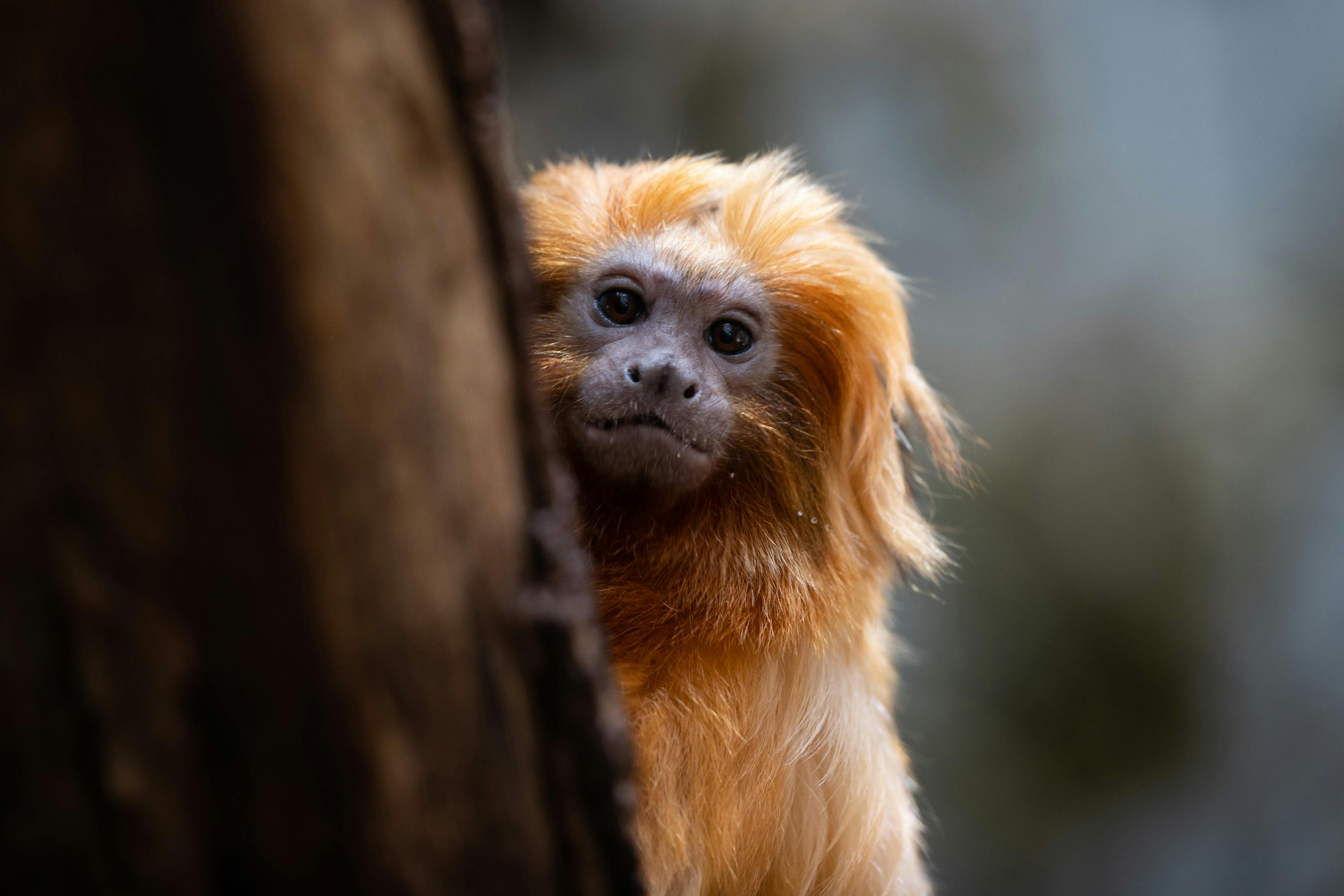 哥本哈根动物园