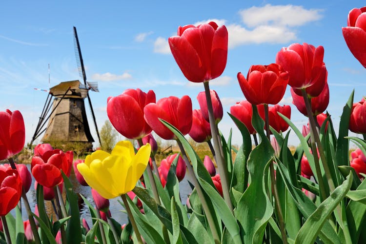 Keukenhof: Entry Ticket + Bus Transport from Amsterdam Ticket - Tickets ...