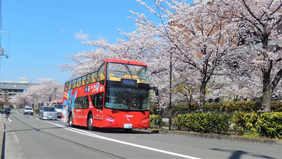 A red double-decker bus driving on a road lined with blooming cherry blossom trees under a clear blue sky.