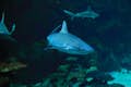 Shark Reef Aquarium på Mandalay Bay Hotel & Resort