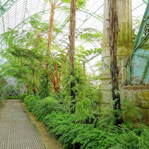 En frodig växthusinredning med ormbunkar och palmer, med en gångväg i metall, stora trädstammar och ett välvt glastak.