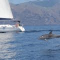Vår båt Sangría med en delfin