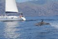 Vår båt Sangría med en delfin