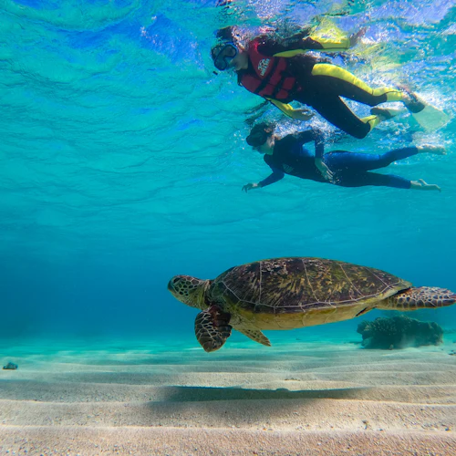 Ocean Safari: Grande Barreira de Coral - Photo 6