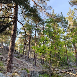 Tyresta naturvandring