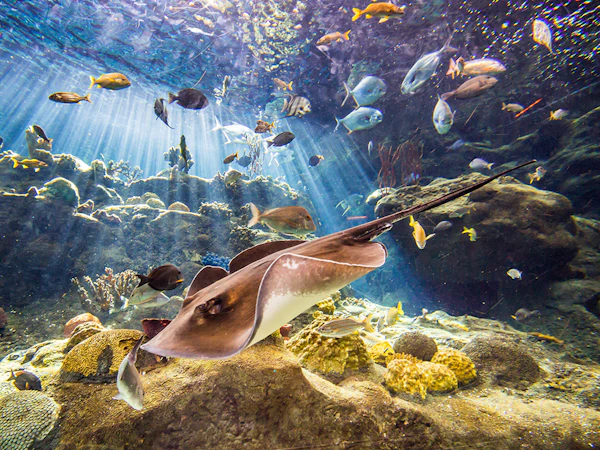 Una ragnatela scivola sul corallo in un acquario, circondata da vari pesci e piante sottomarine con i raggi di luce che brillano attraverso l'acqua.