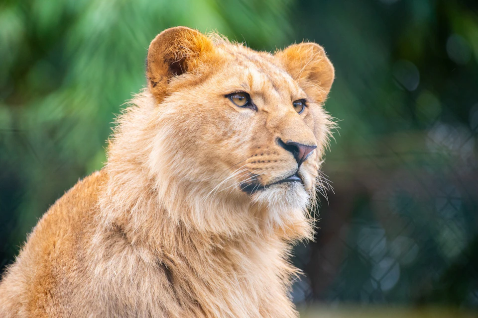Amnéville Zoo Lion