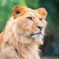 Lion du Zoo d'Amnéville