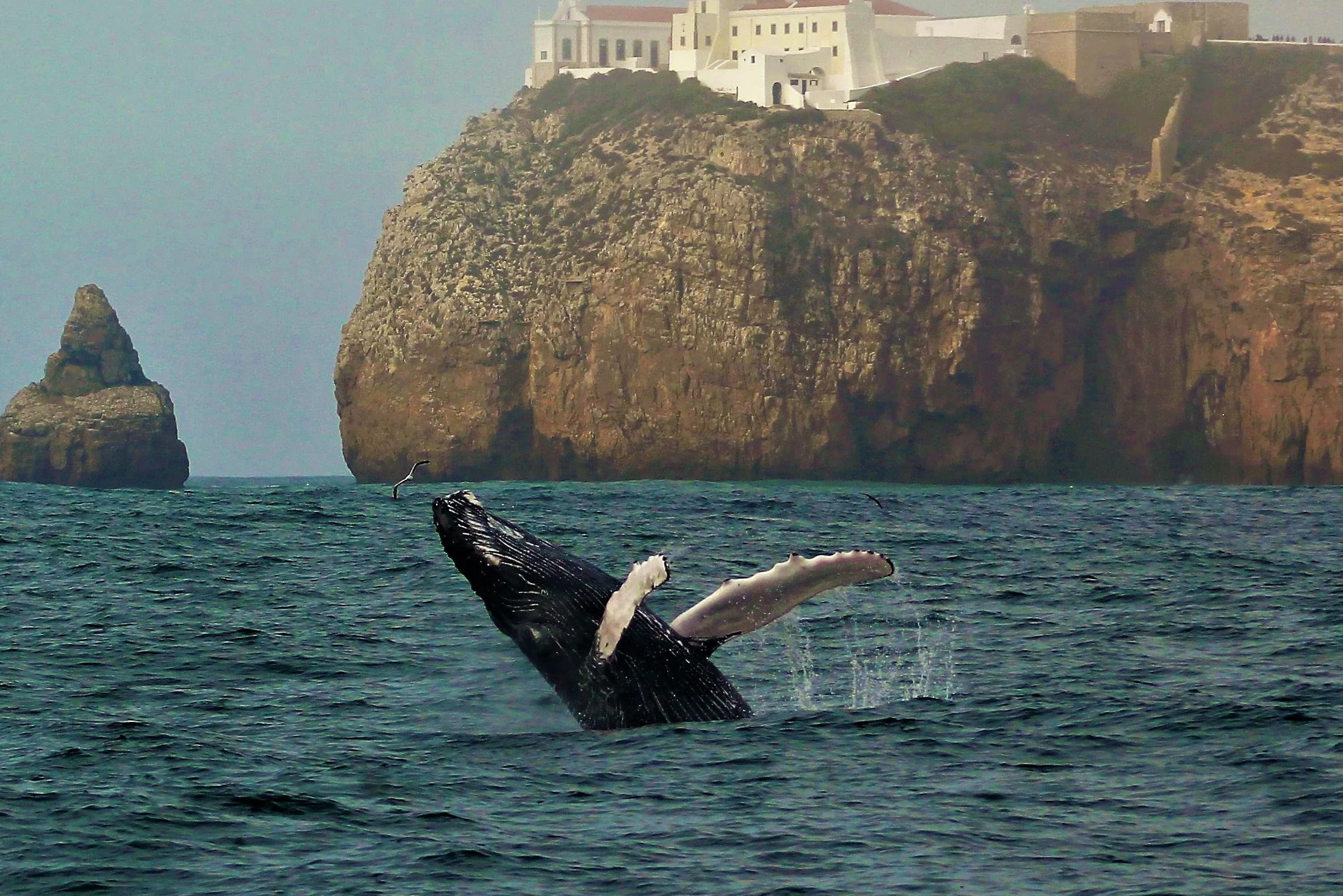 Sagres: Visita guiada de aventura à vida selvagem