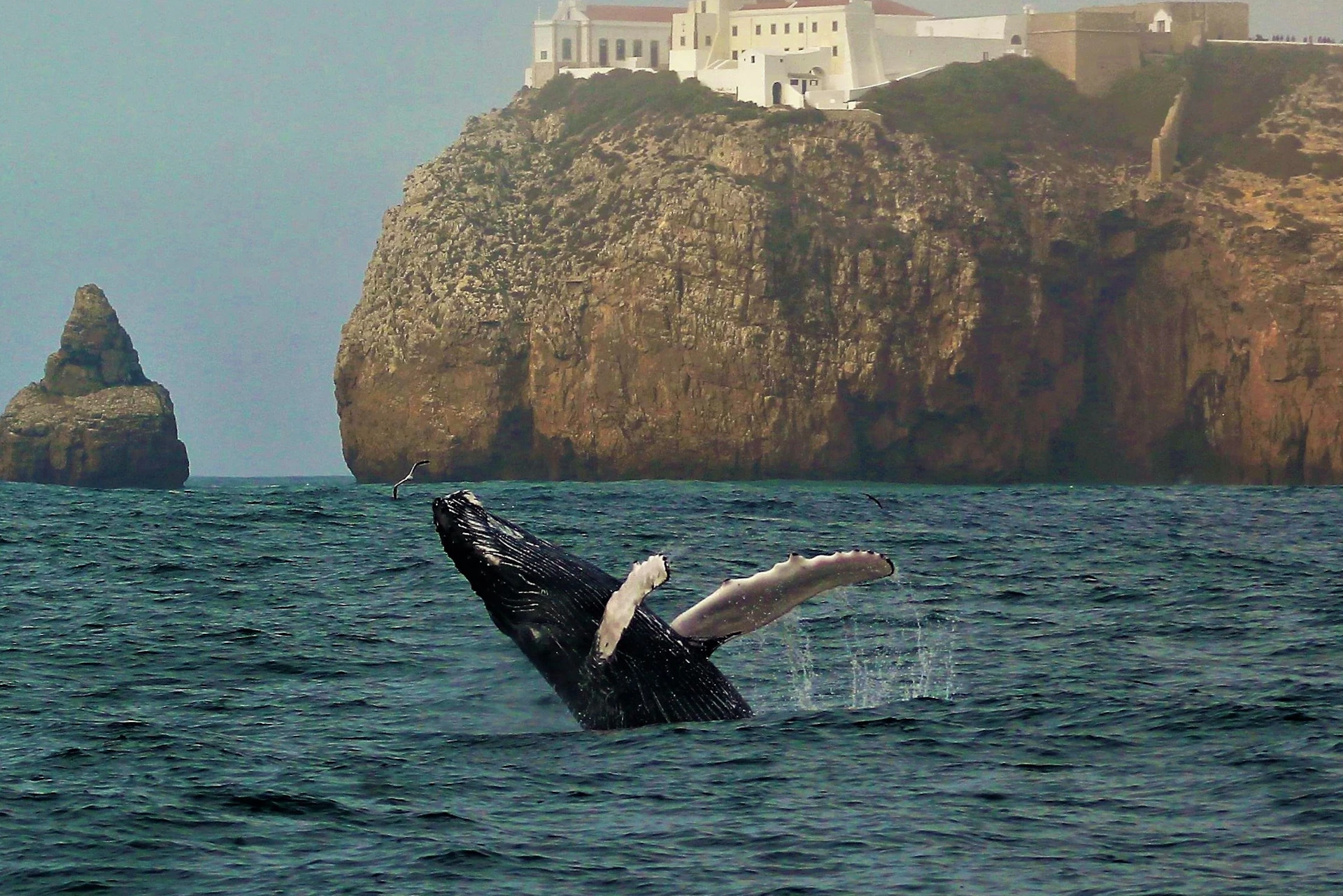 Humpback whale