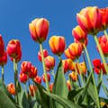 Kvetoucí tulipány