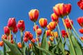 Tulipanes en flor