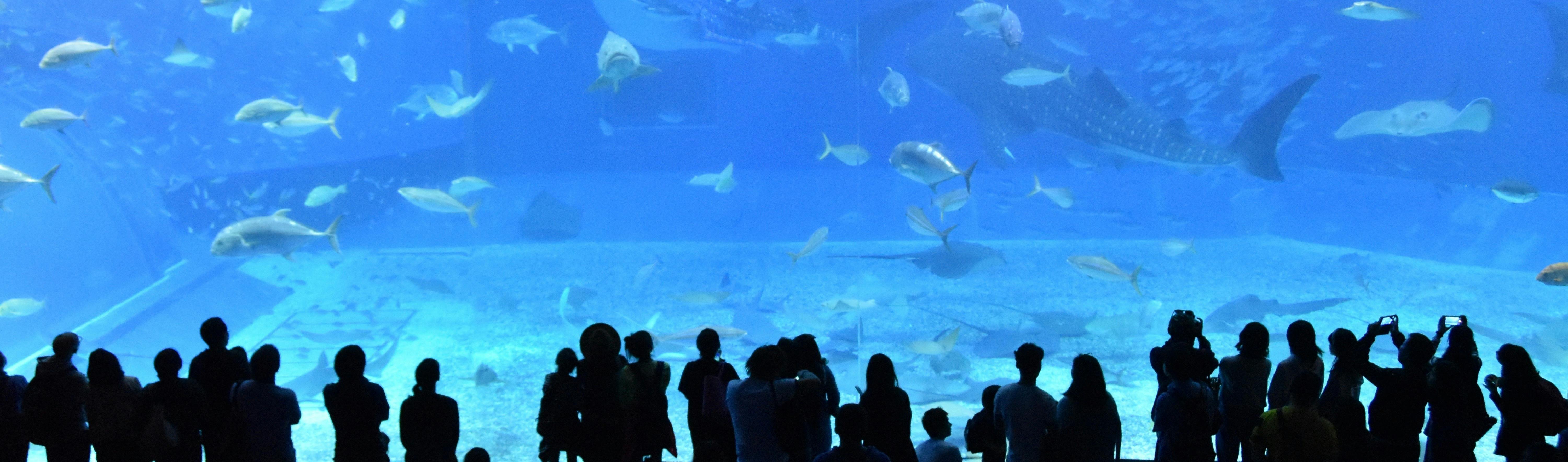 Een silhouet van een menigte die verschillende vissen bekijkt die in een groot aquarium zwemmen.