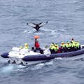 Puffin Express by RIB Speedboat
